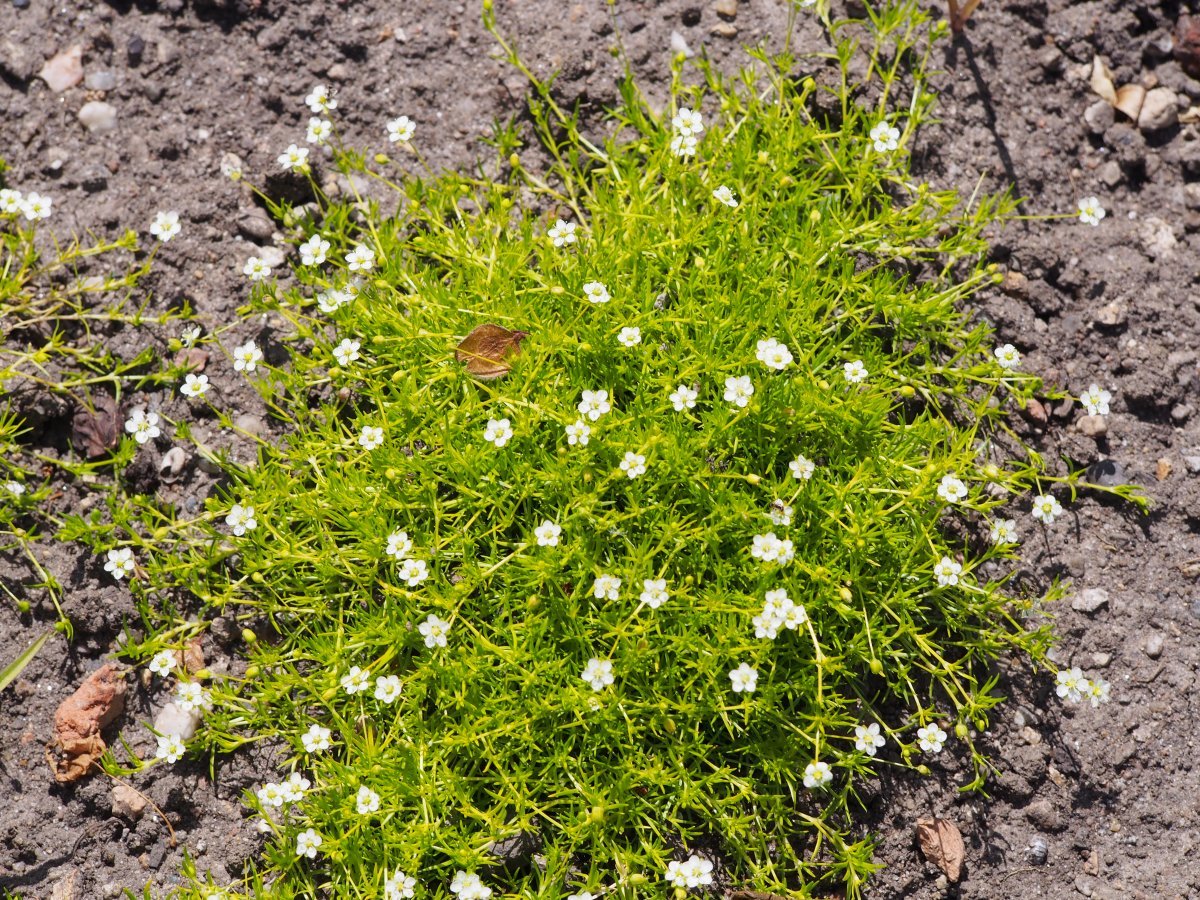 Мшанка шиловидная