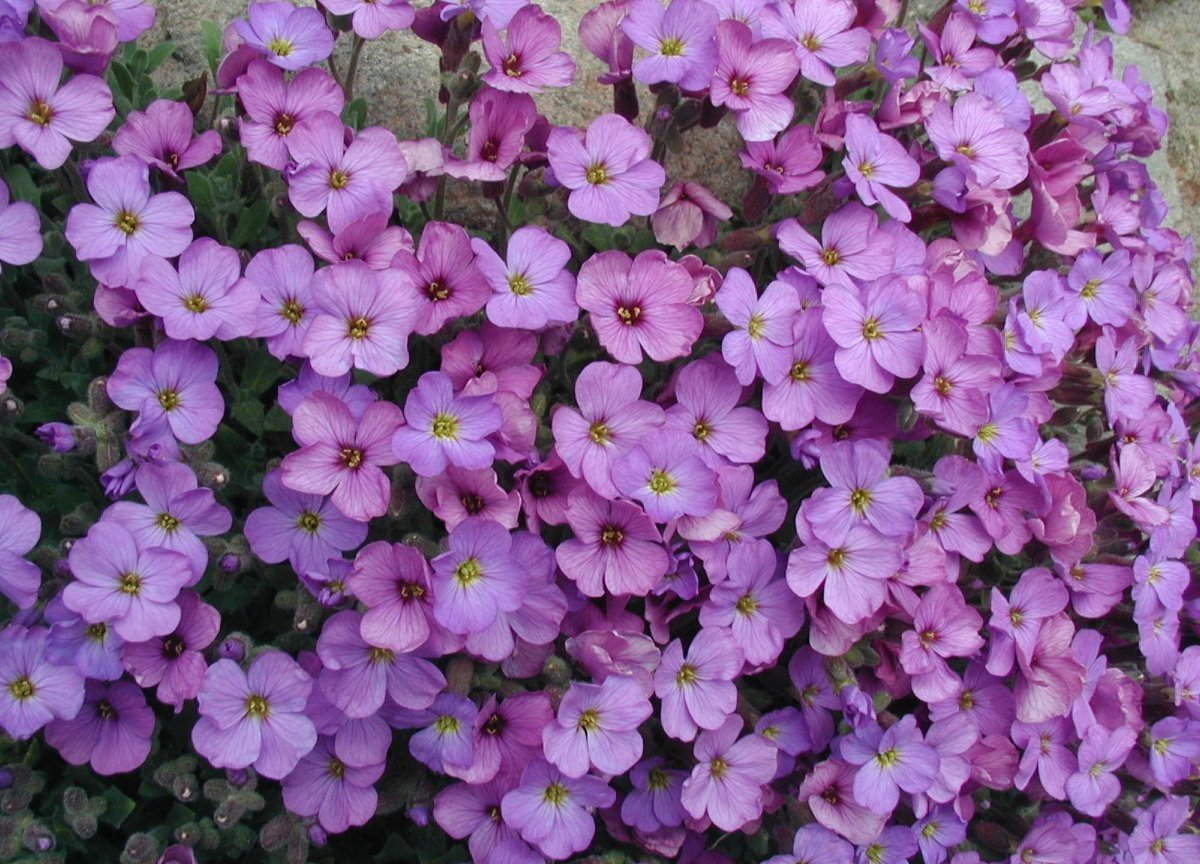 Обриета культурная