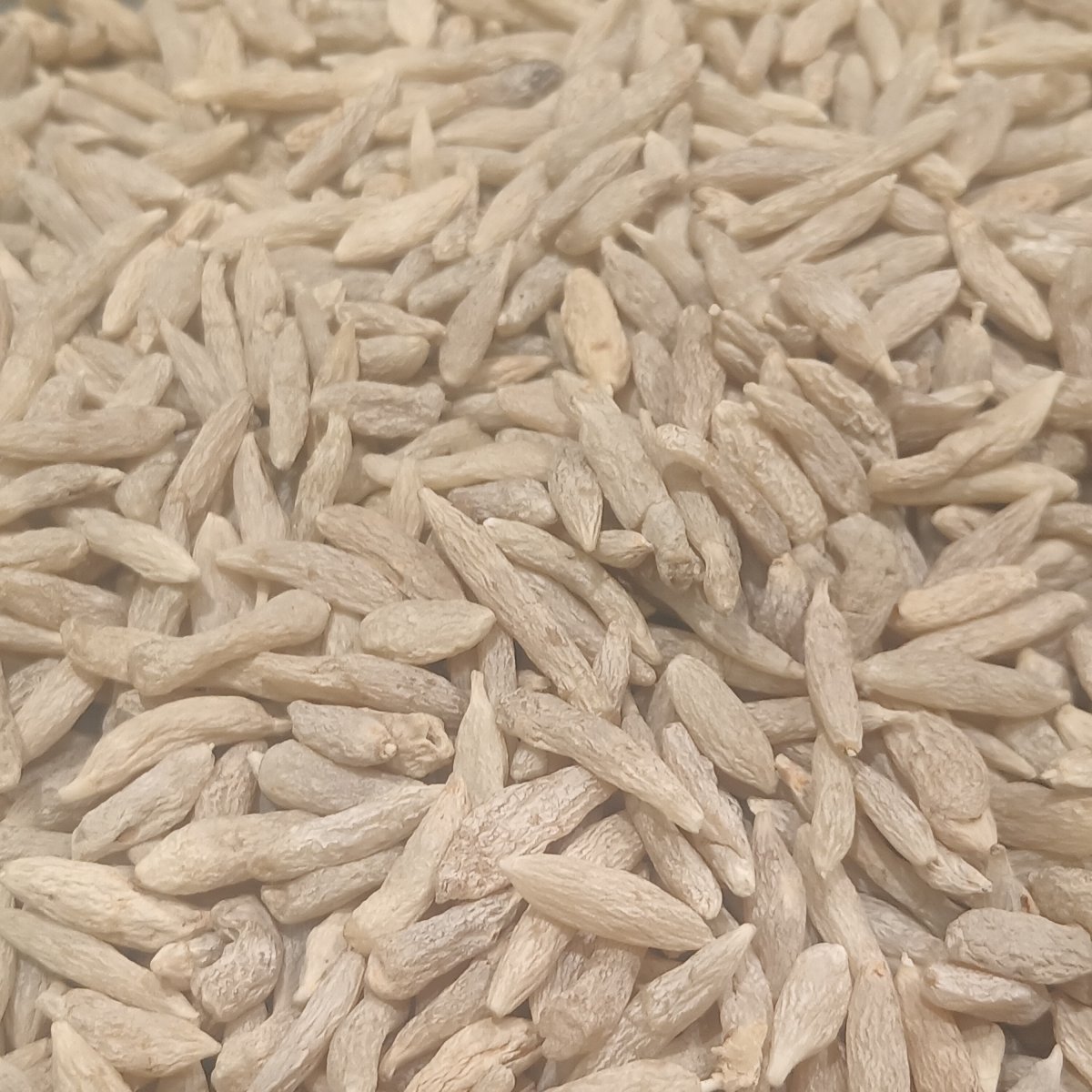 Офиопогон японский