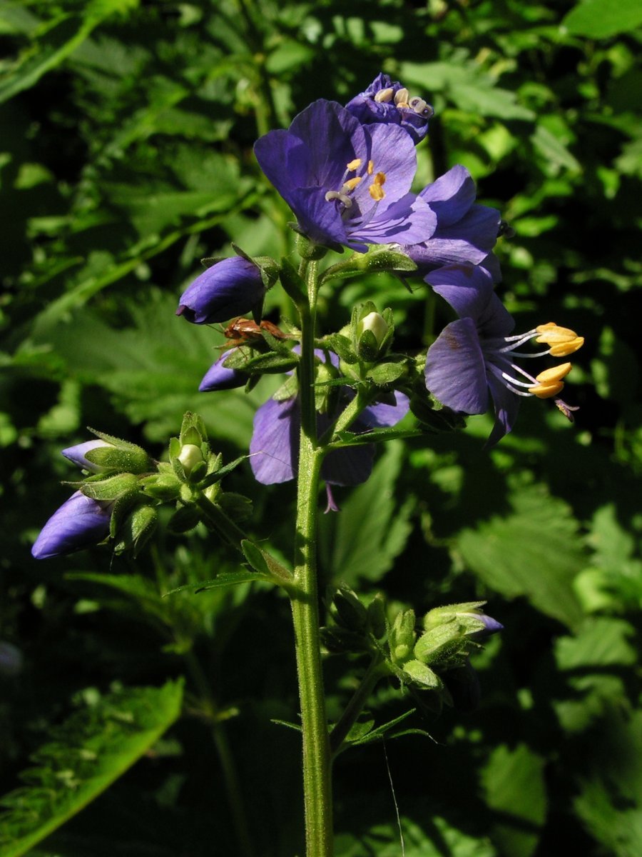 Синюха голубая