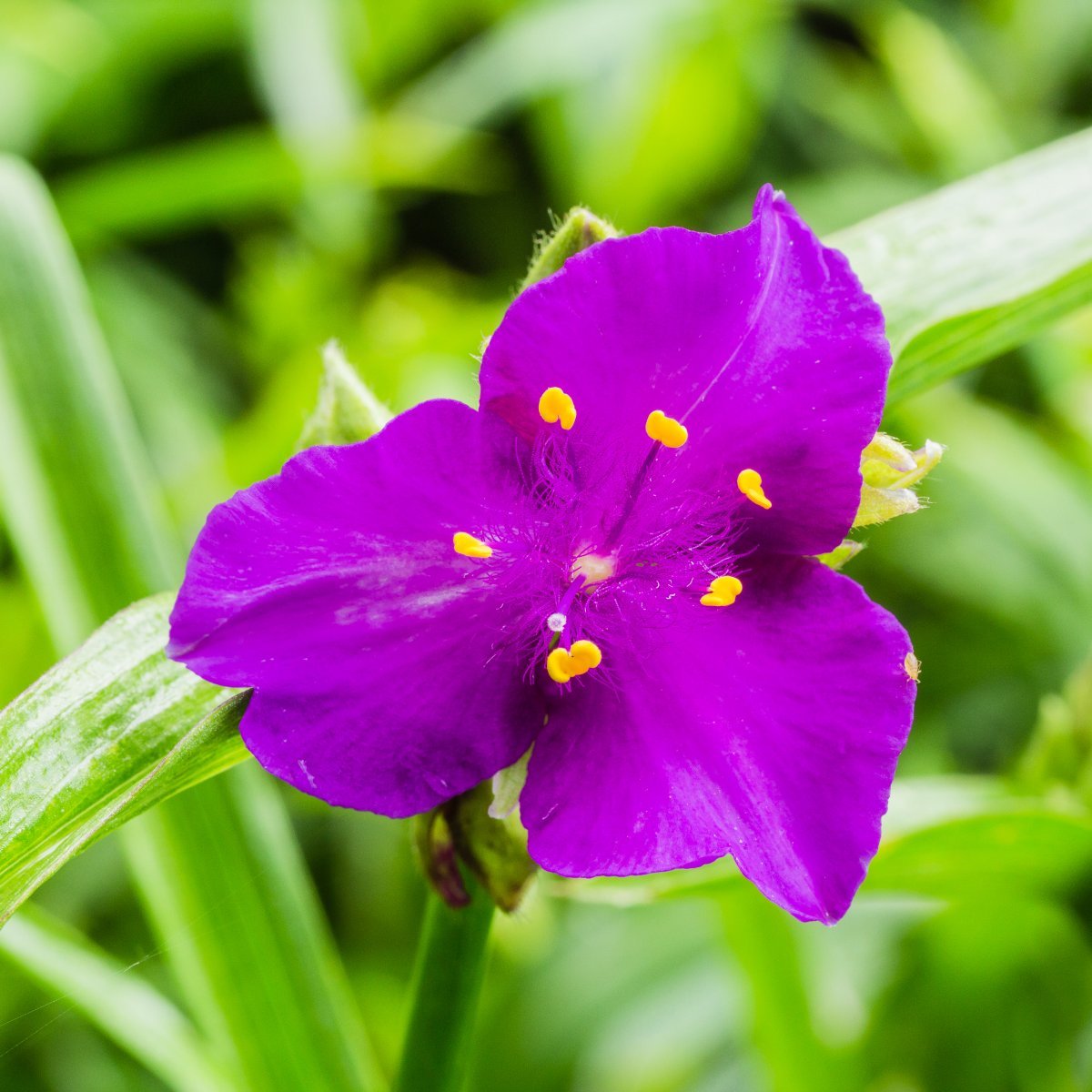 Традесканция виргинская