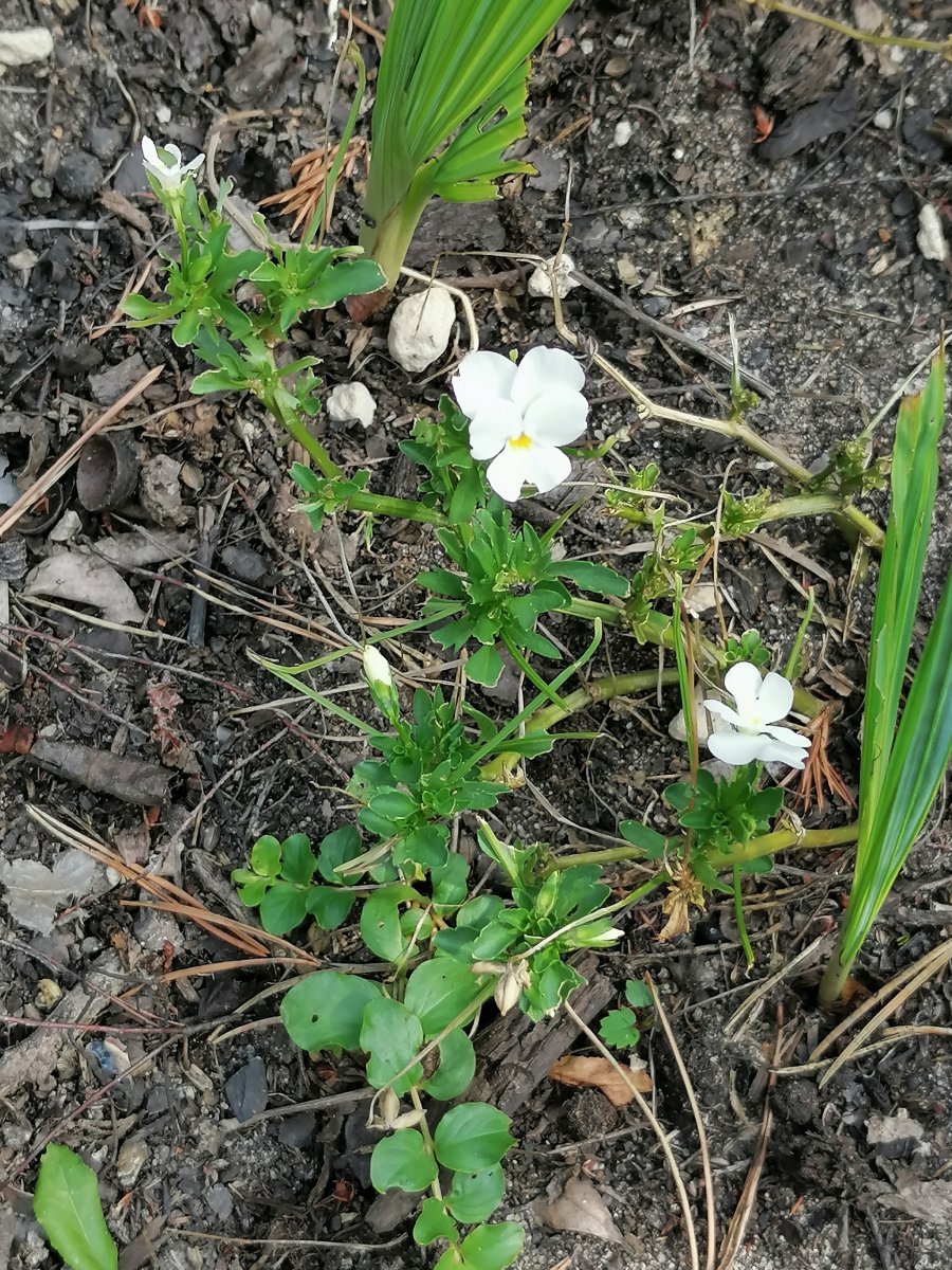 Фиалка рогатая