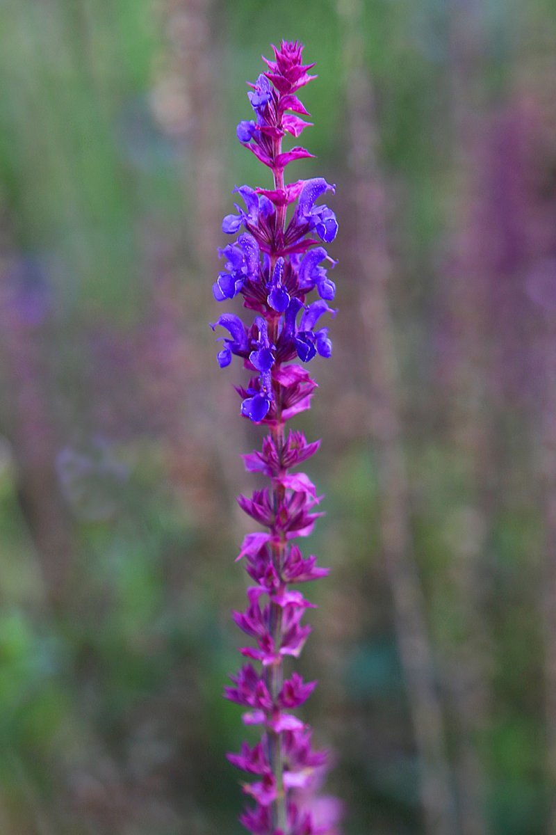 Шалфей дубравный