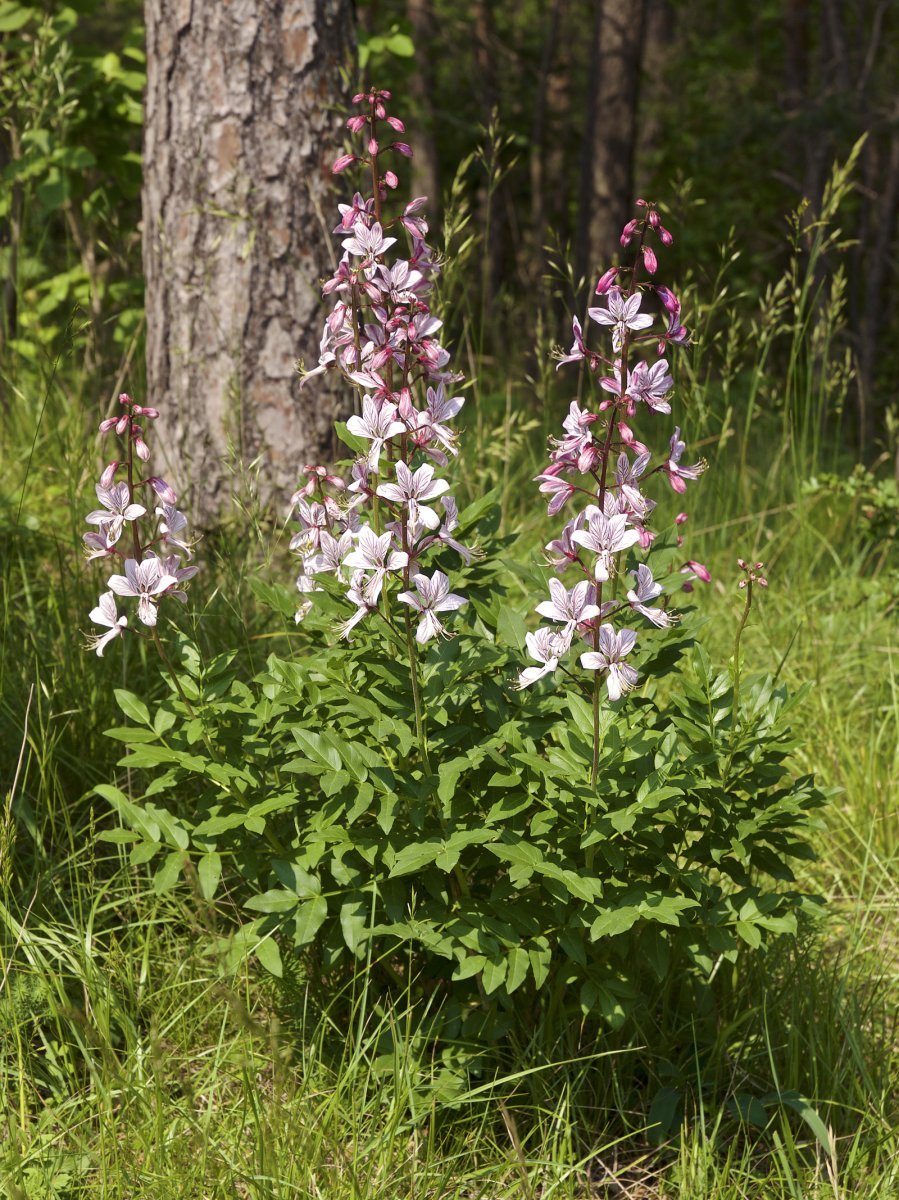 Ясенец белый