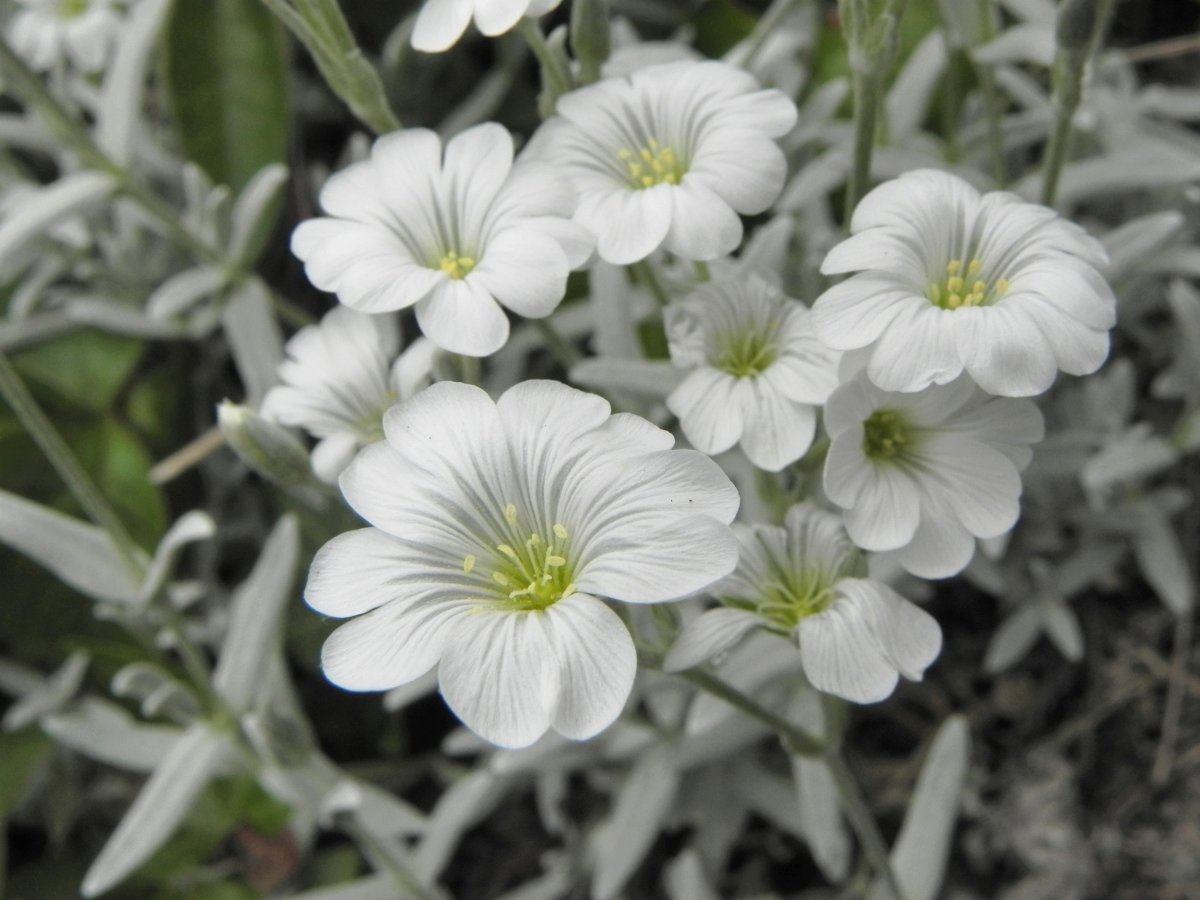 Ясколка войлочная - фото 3