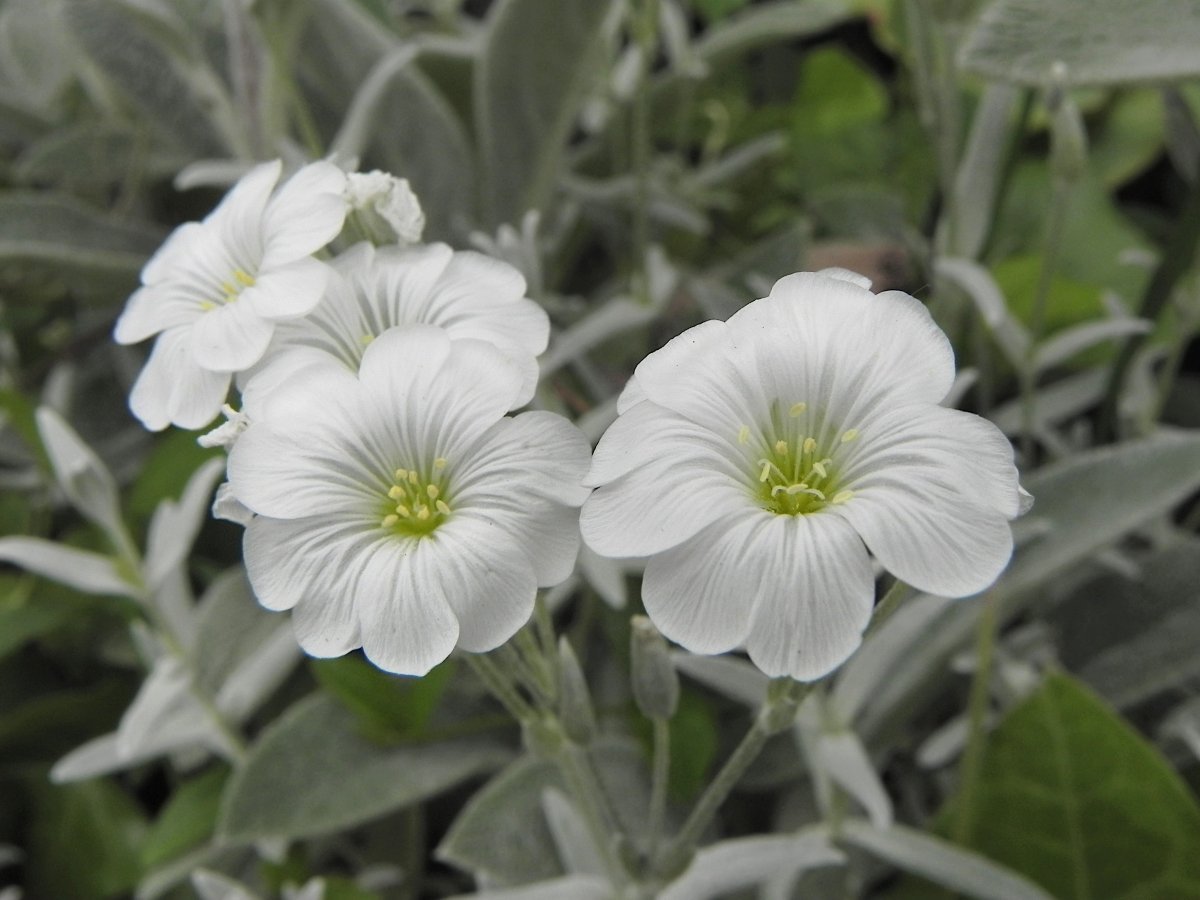 Ясколка войлочная