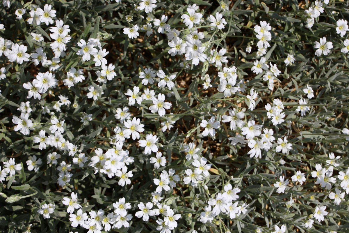 Ясколка войлочная - фото 5