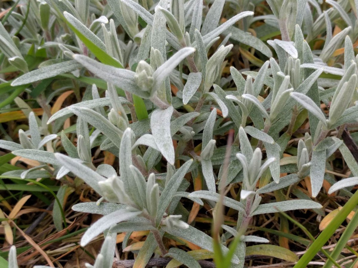 Ясколка войлочная - фото 7