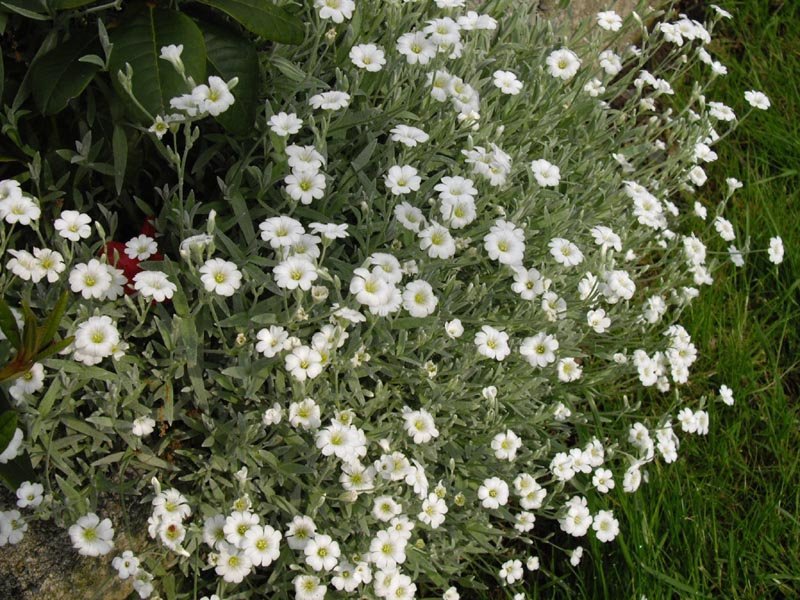 Ясколка войлочная - фото 8