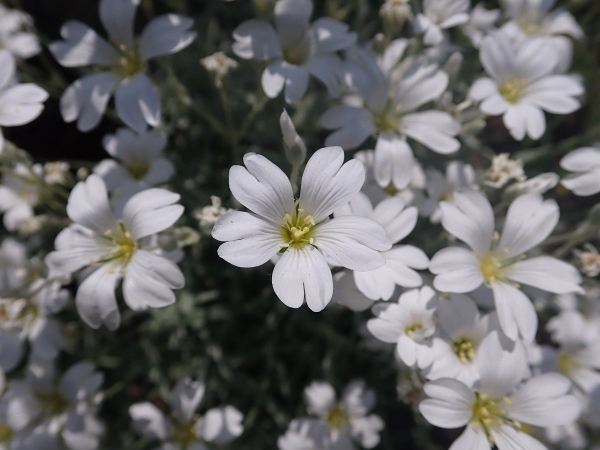 Ясколка войлочная - фото 9