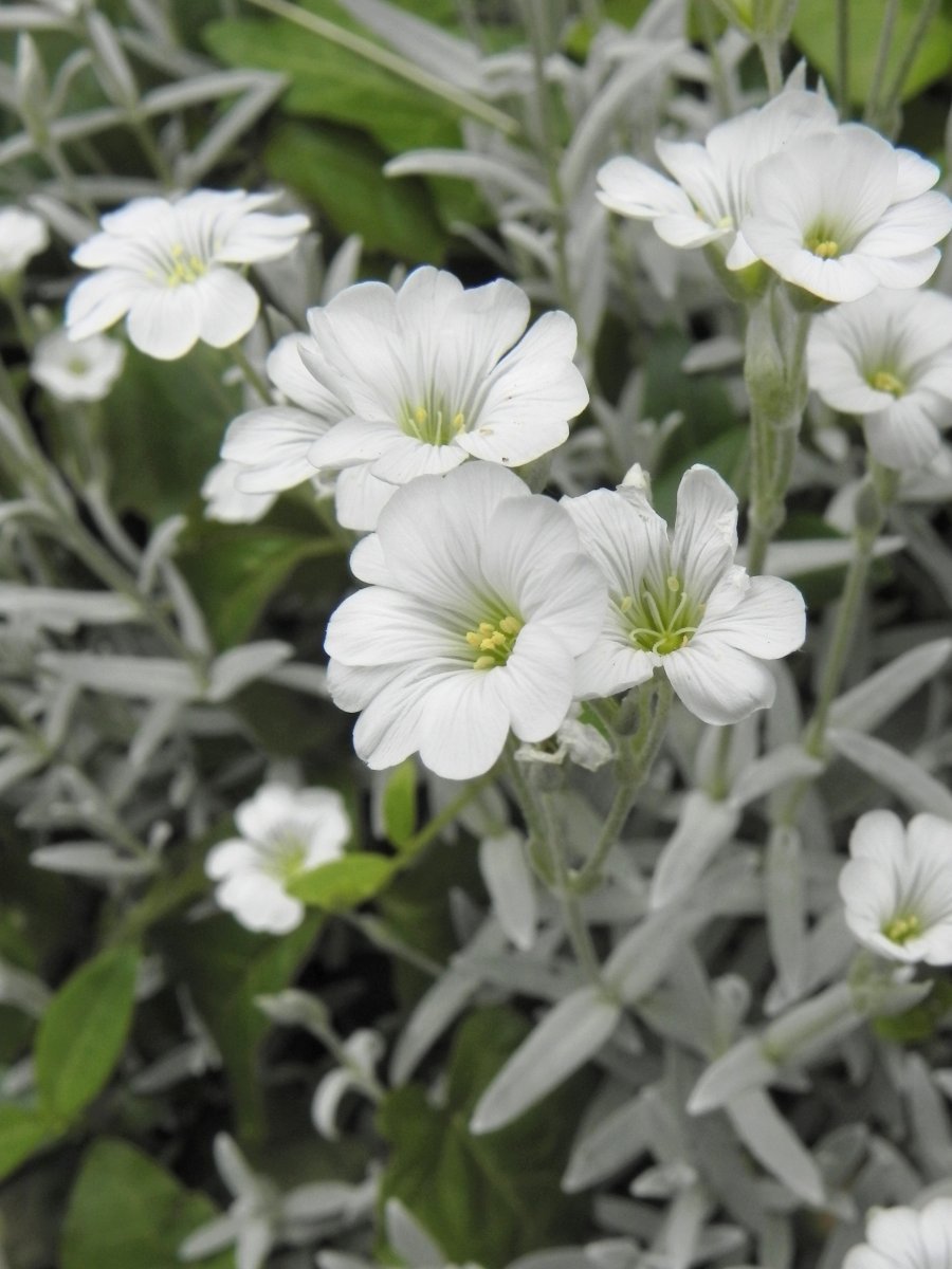 Ясколка войлочная - фото 2