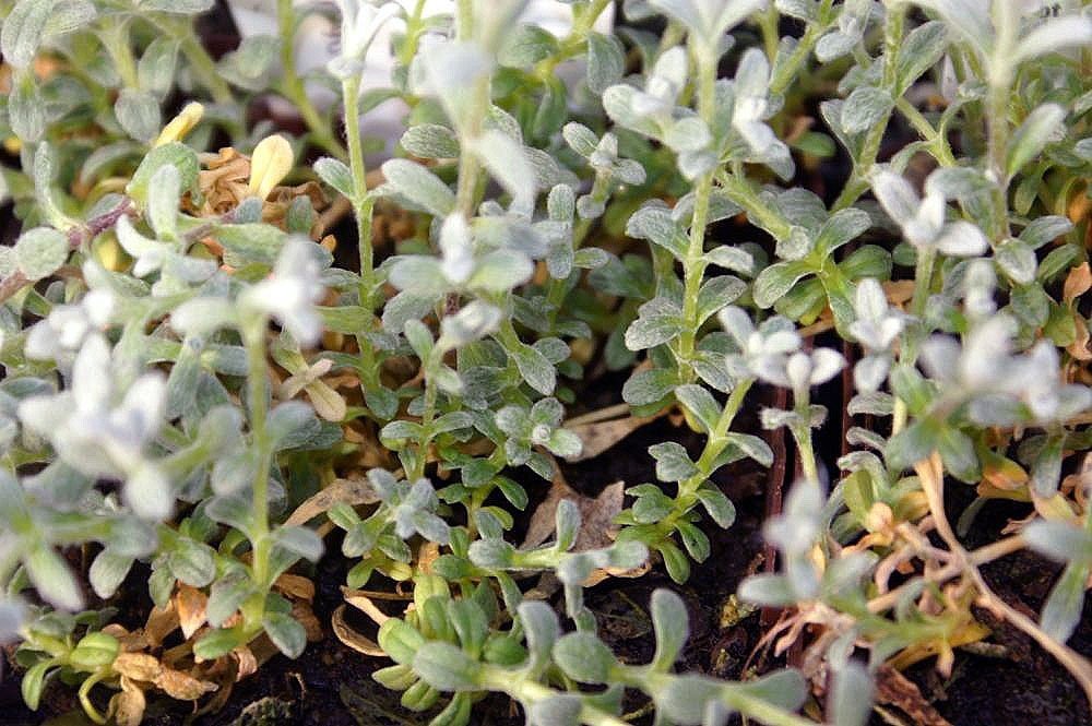 Ясколка войлочная - фото 6