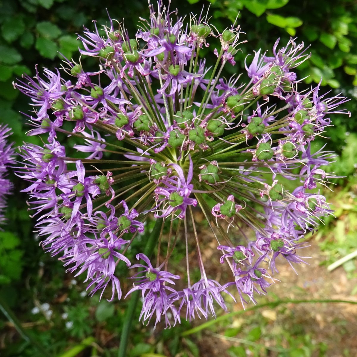 Аллиум гигантский - фото 8