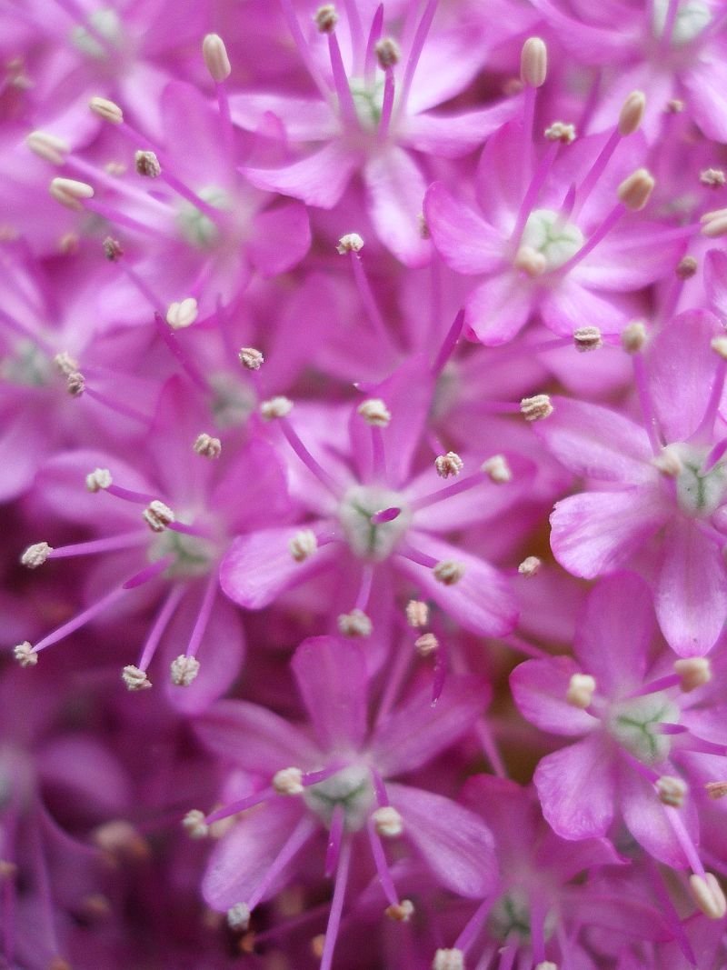 Аллиум гигантский - фото 4