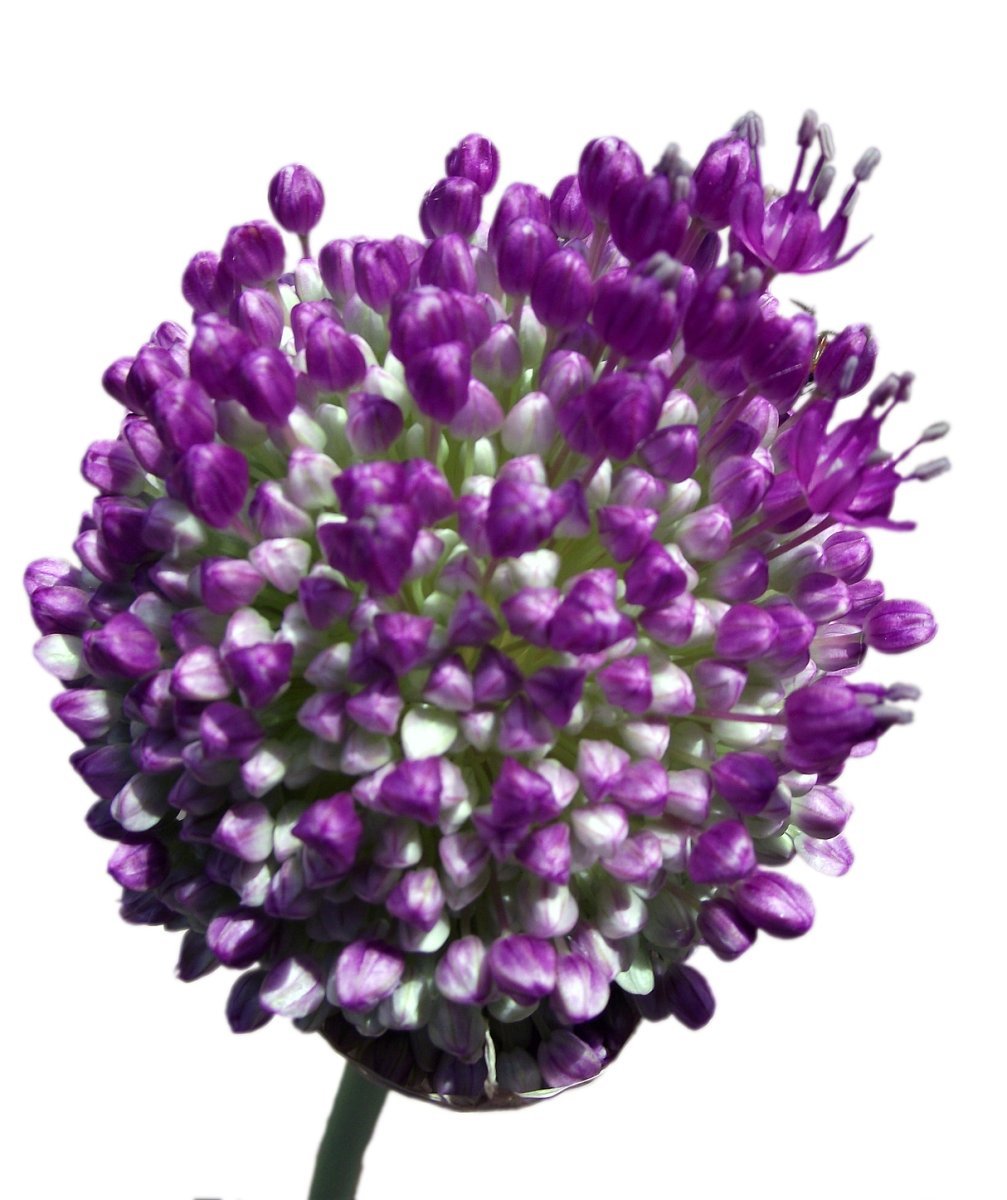 Аллиум гигантский - фото 10