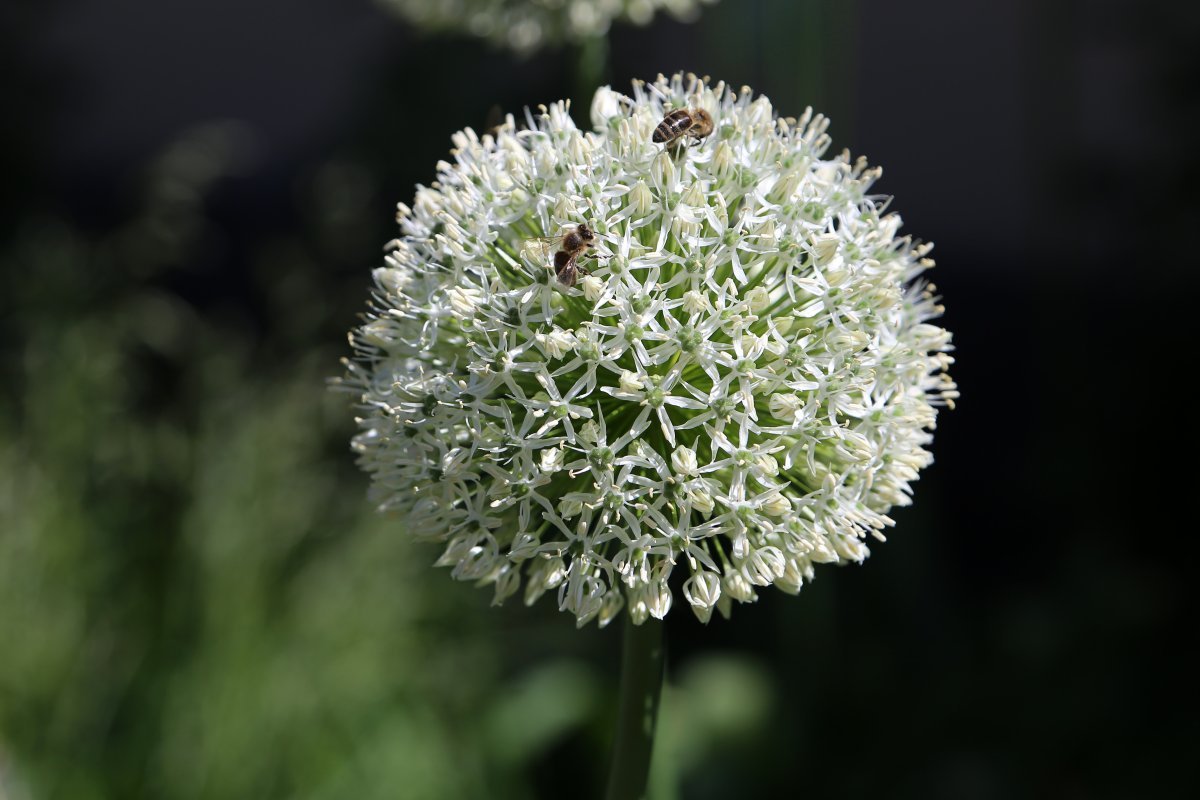 Аллиум гигантский