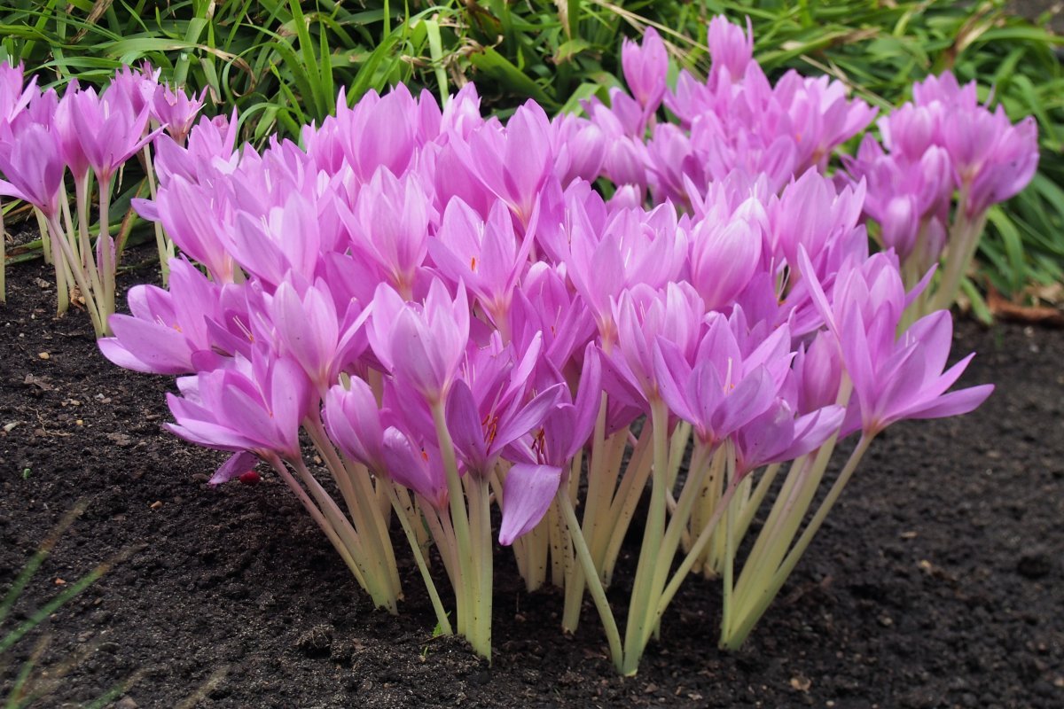 Безвременник великолепный - фото 10