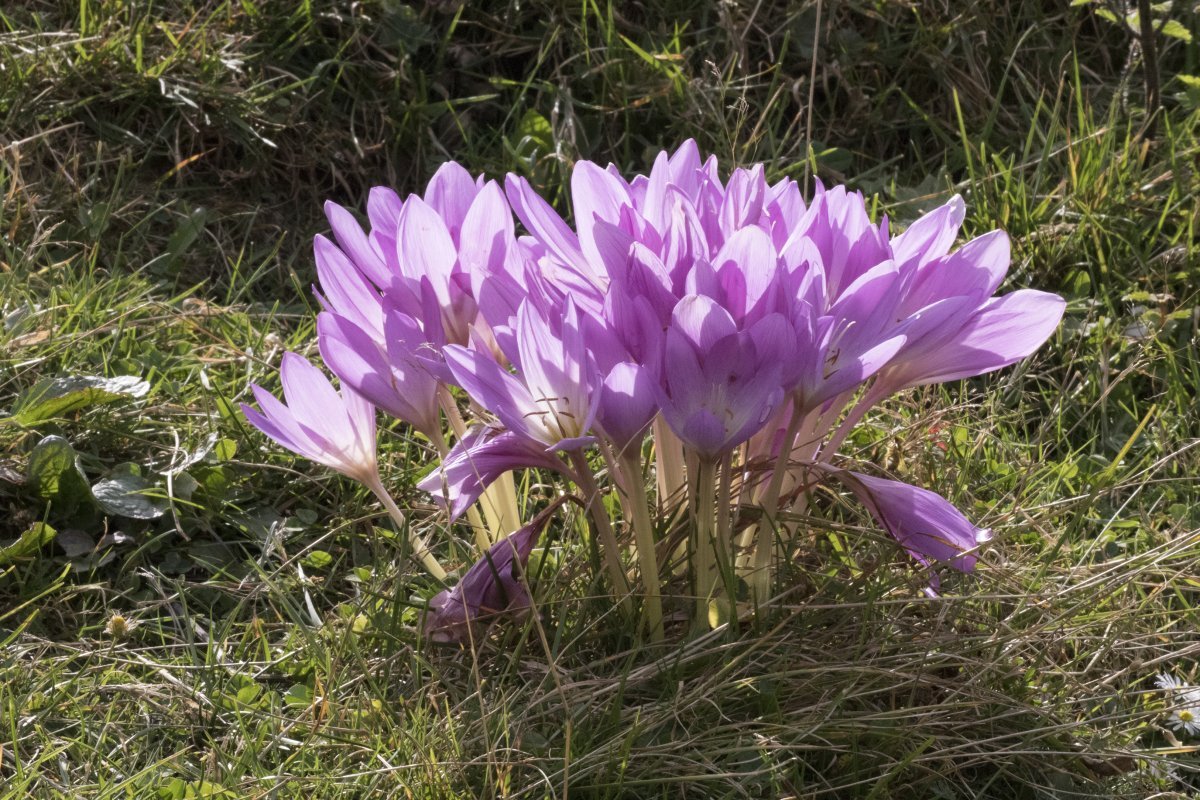 Безвременник великолепный