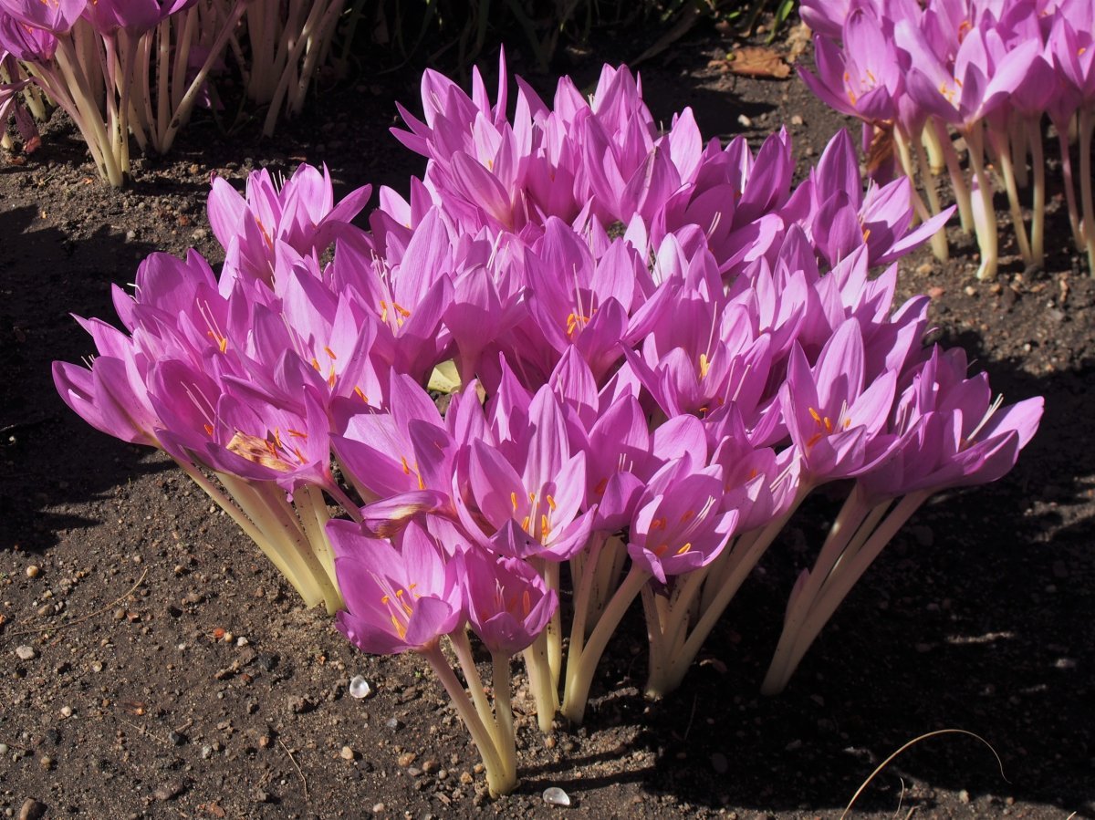 Безвременник великолепный - фото 7