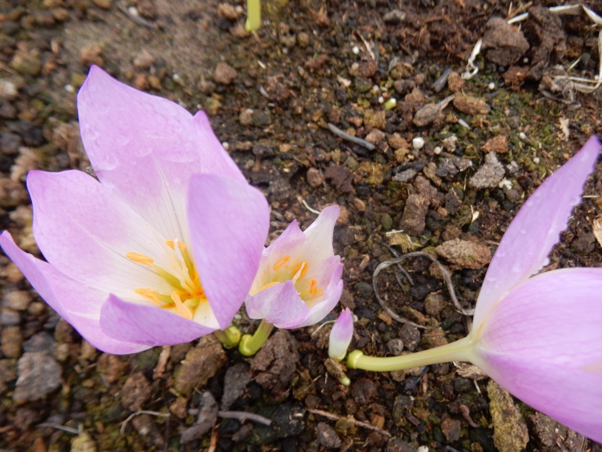 Безвременник великолепный - фото 3