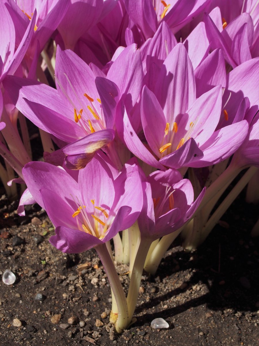 Безвременник великолепный - фото 8