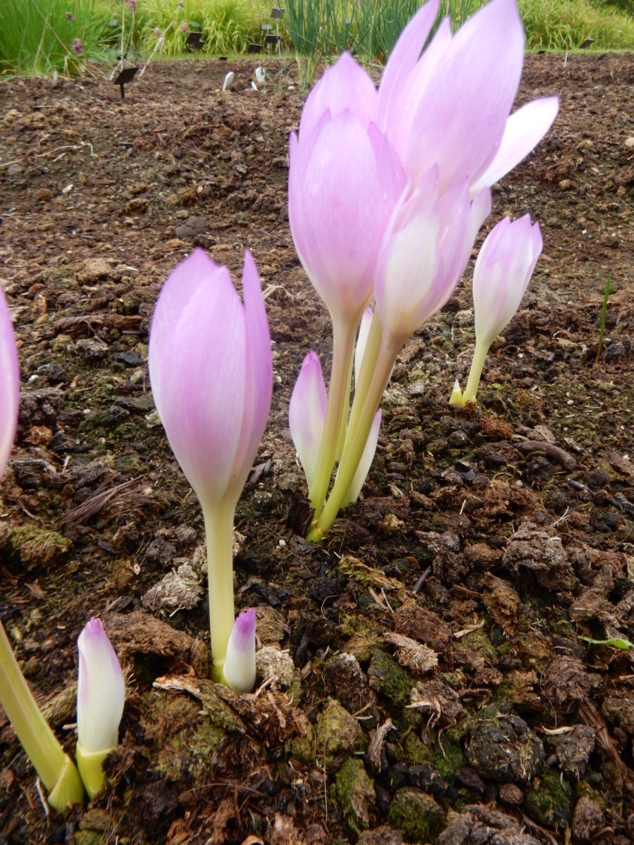 Безвременник великолепный - фото 2