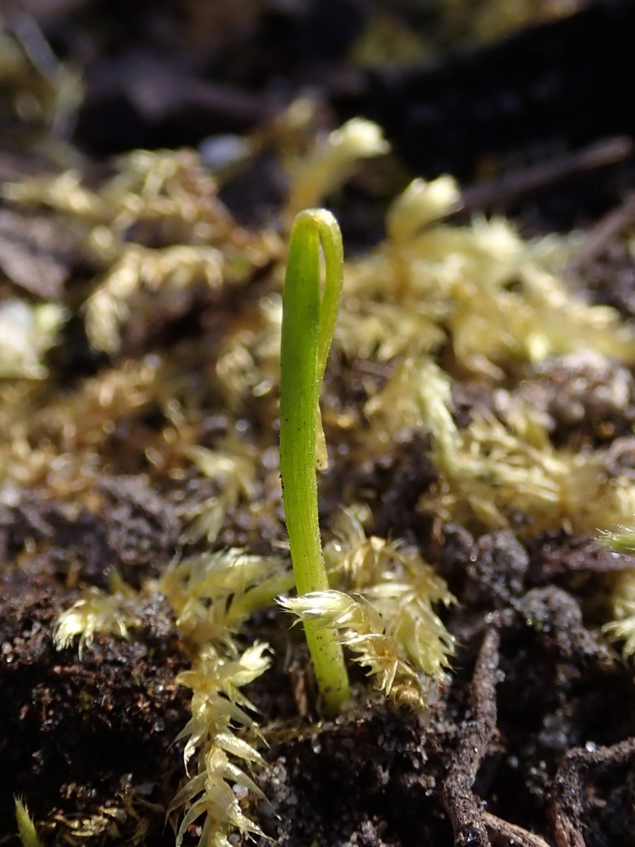 Белоцветник весенний - фото 4