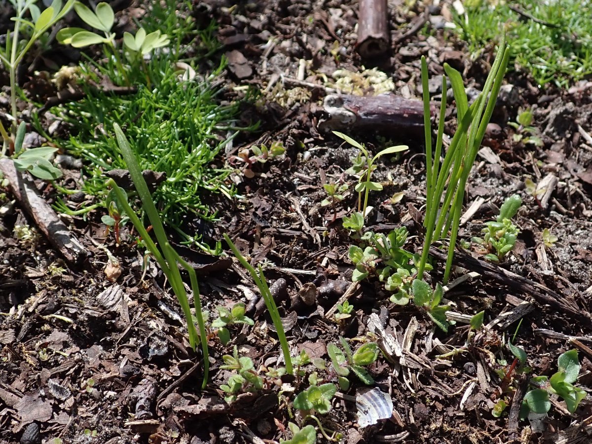 Белоцветник весенний - фото 10