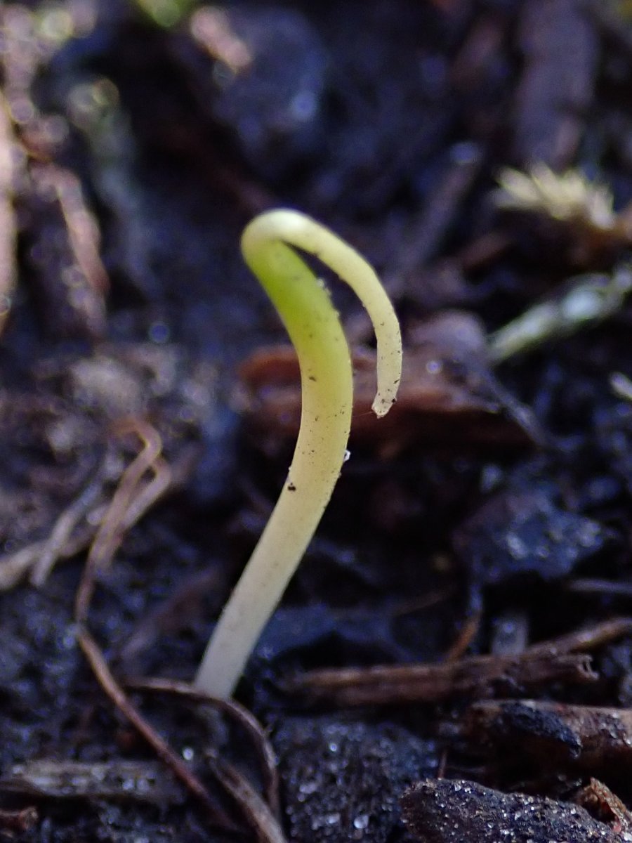 Белоцветник весенний - фото 5