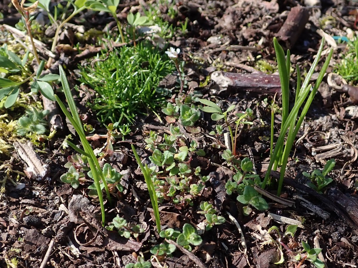 Белоцветник весенний - фото 9