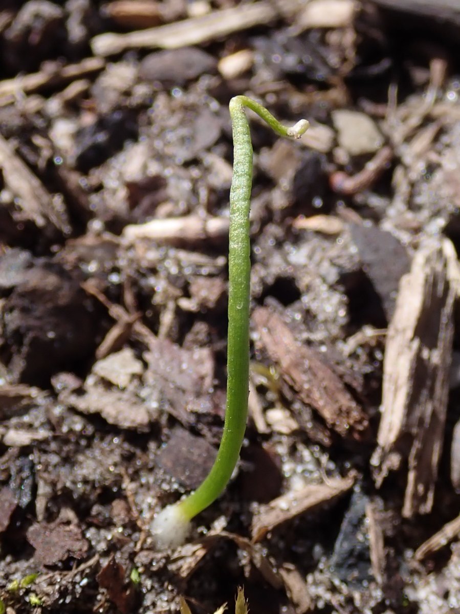 Белоцветник весенний - фото 6