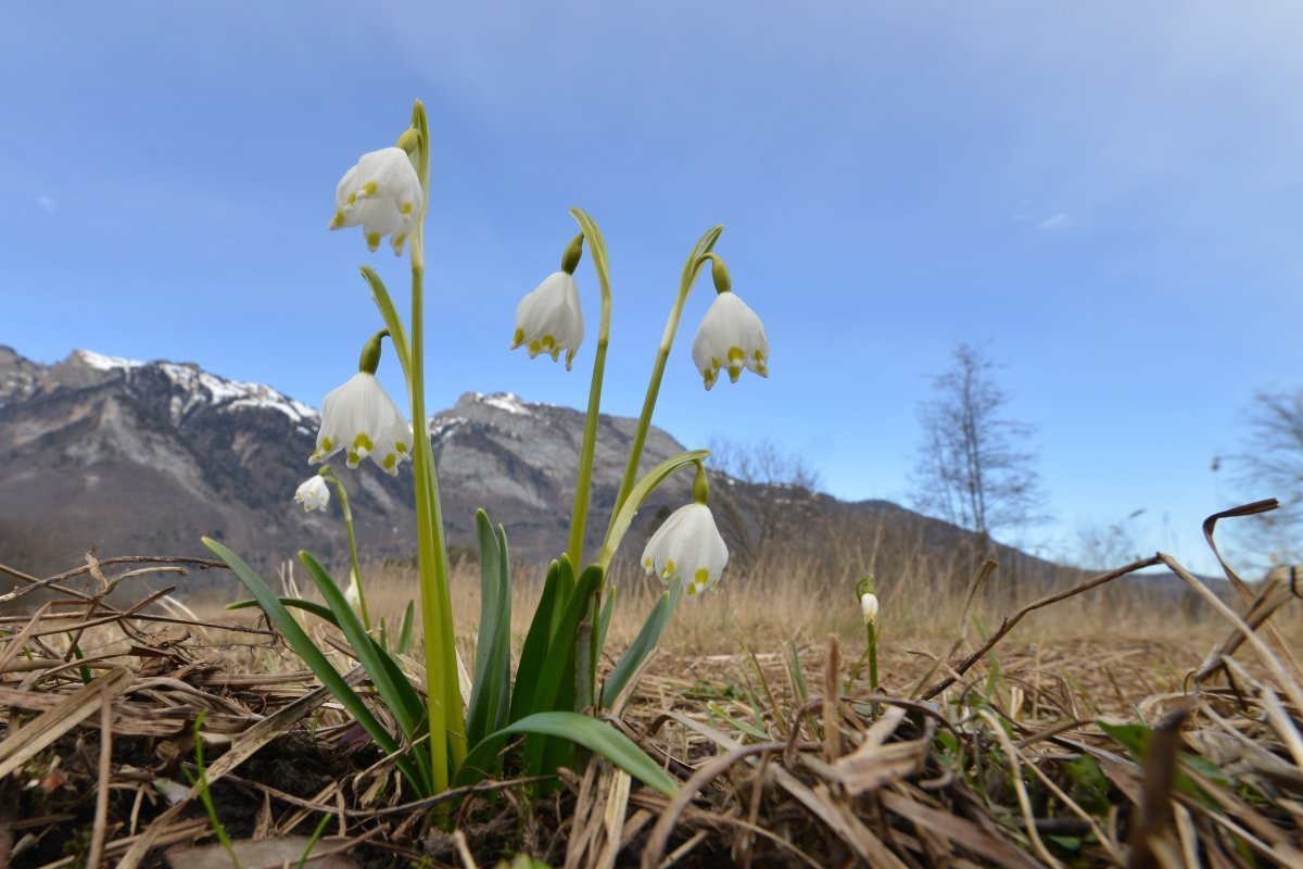 Белоцветник весенний