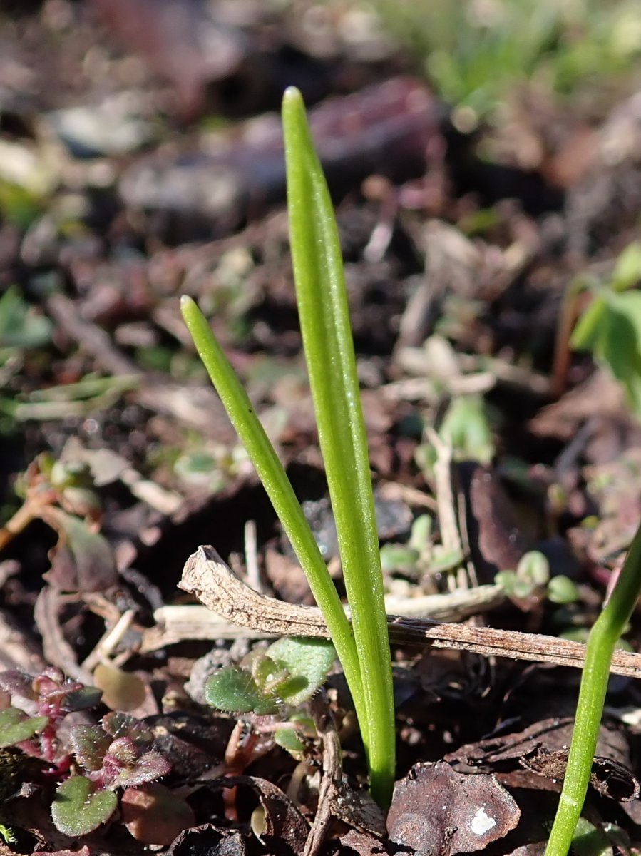 Белоцветник весенний - фото 8