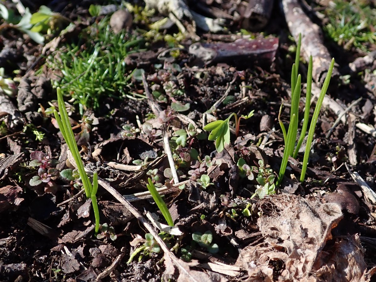 Белоцветник весенний - фото 7