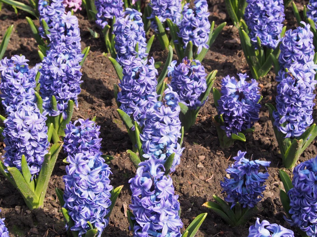 Гиацинт восточный - фото 4