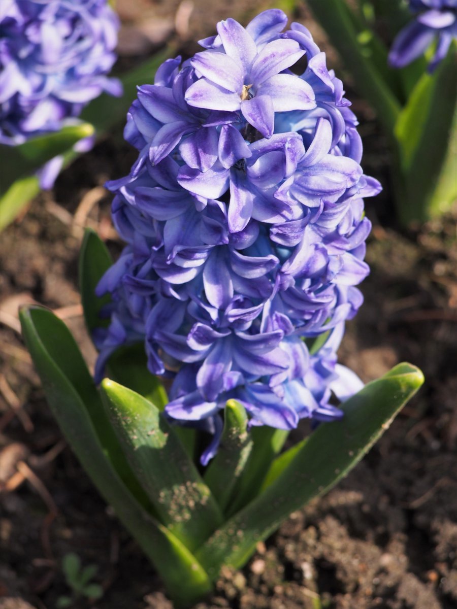 Гиацинт восточный - фото 6