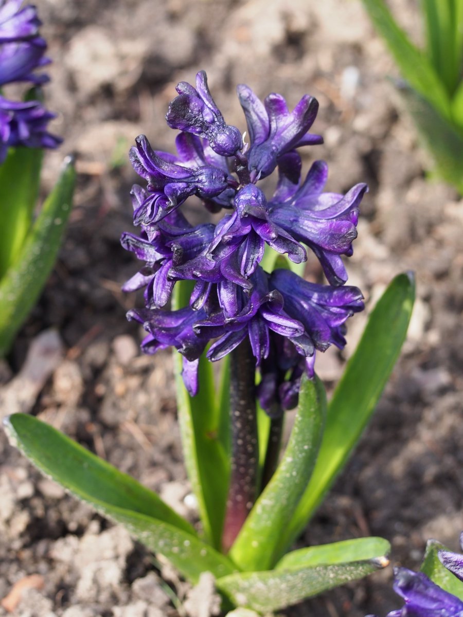 Гиацинт восточный - фото 8