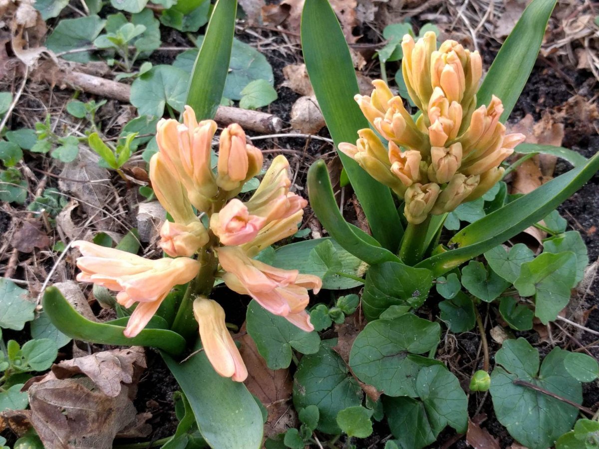 Гиацинт восточный - фото 9