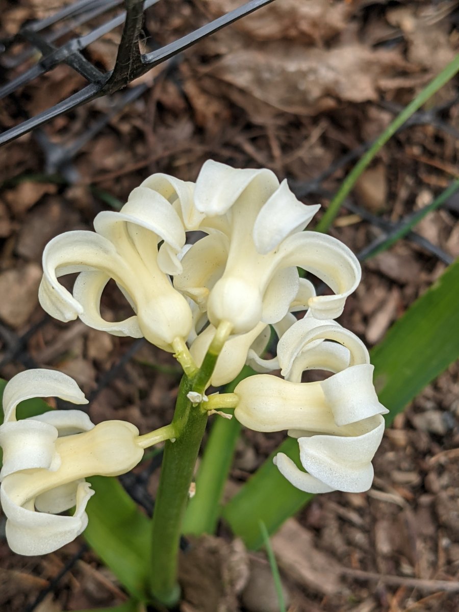 Гиацинт восточный - фото 10