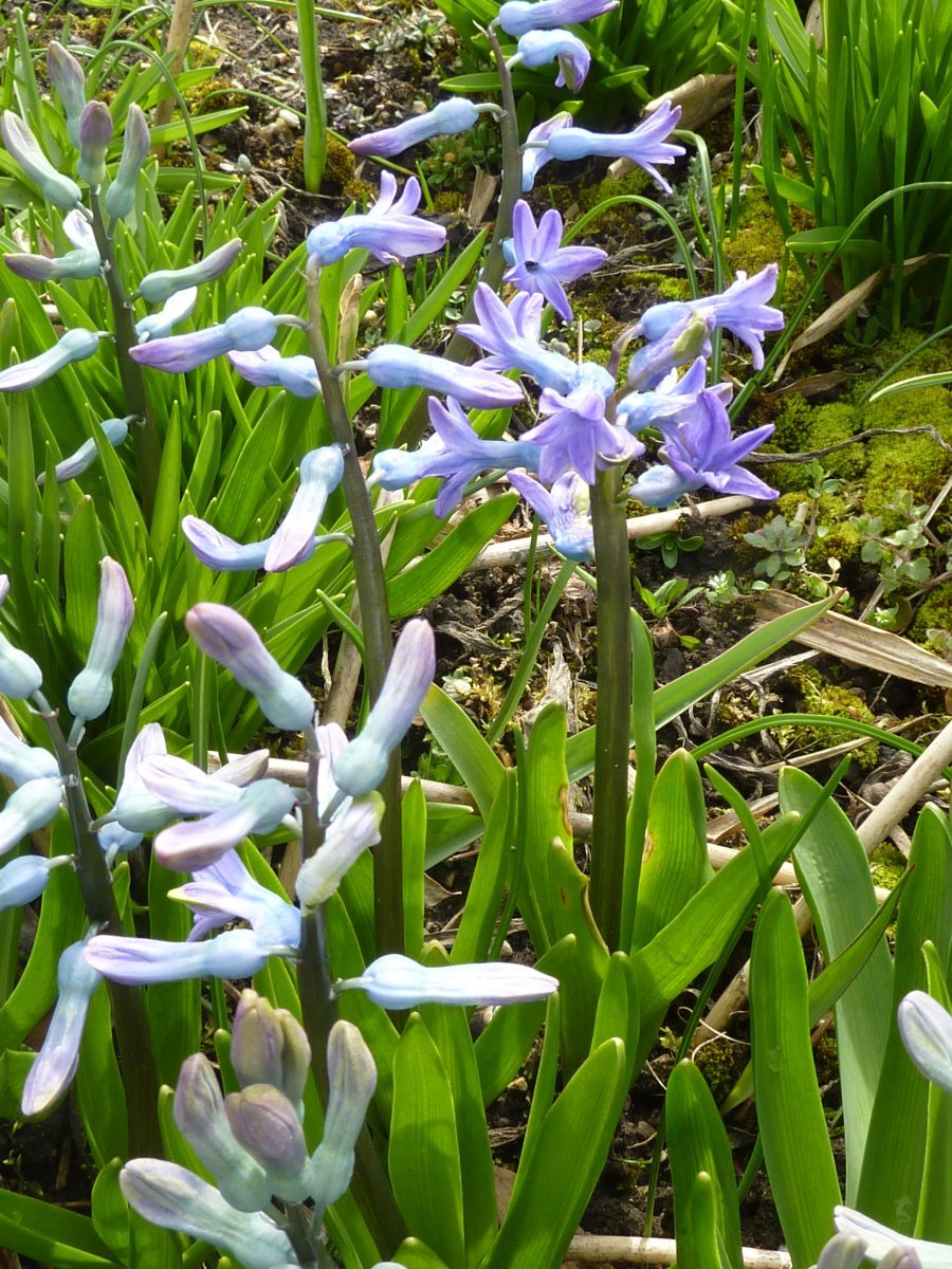 Гиацинт восточный - фото 7