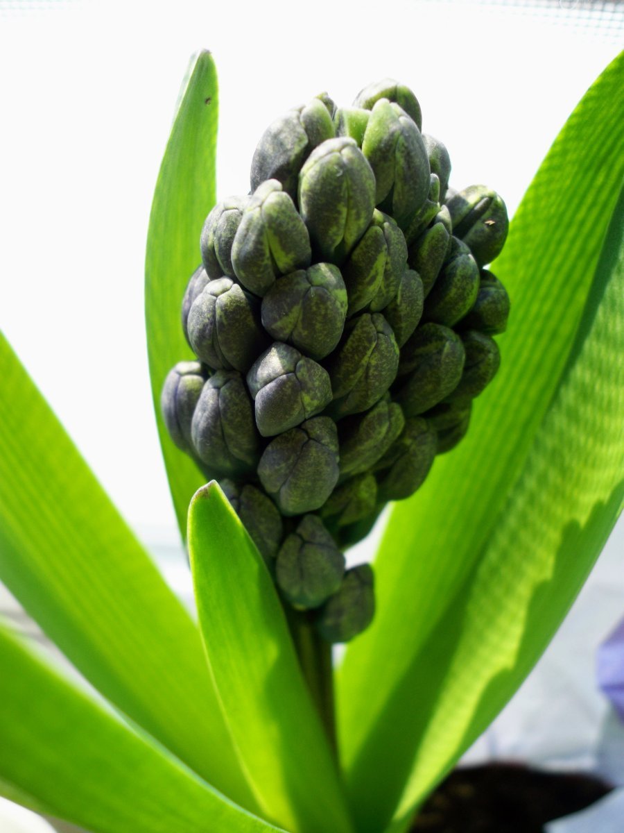 Гиацинт восточный - фото 3