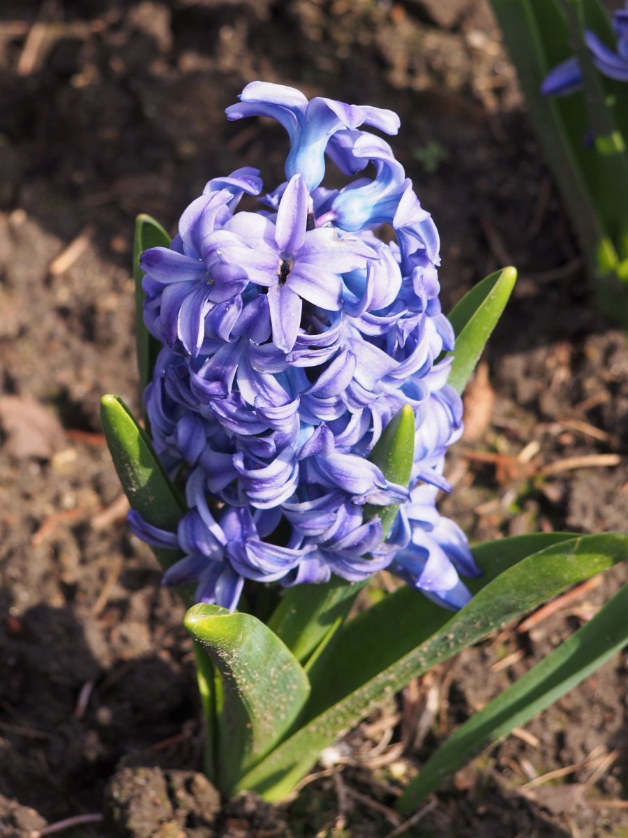 Гиацинт восточный - фото 5