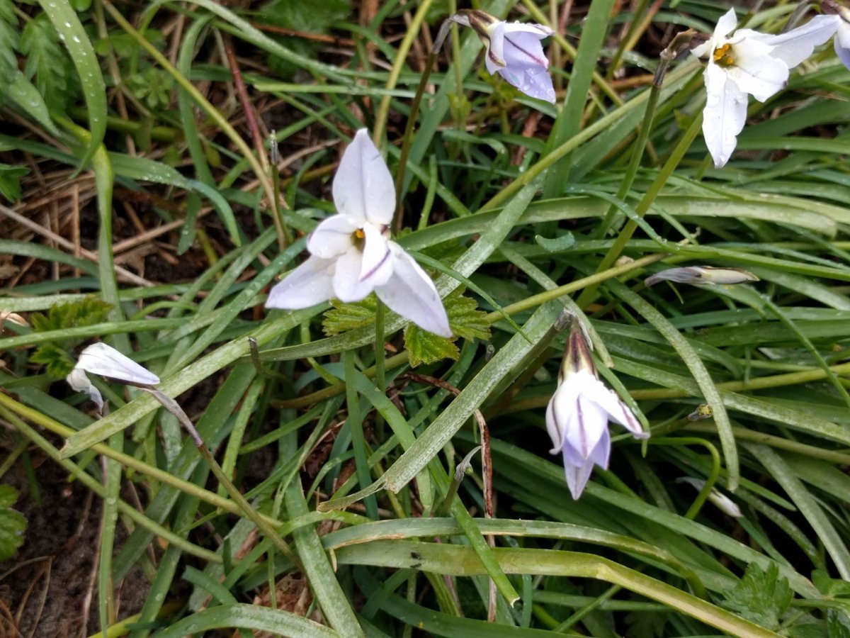 Ифейон одноцветковый - фото 9