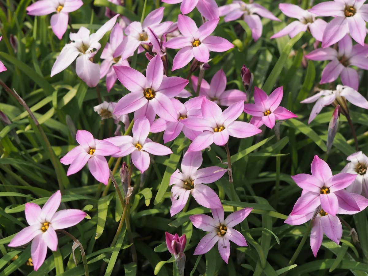 Ифейон одноцветковый - фото 5