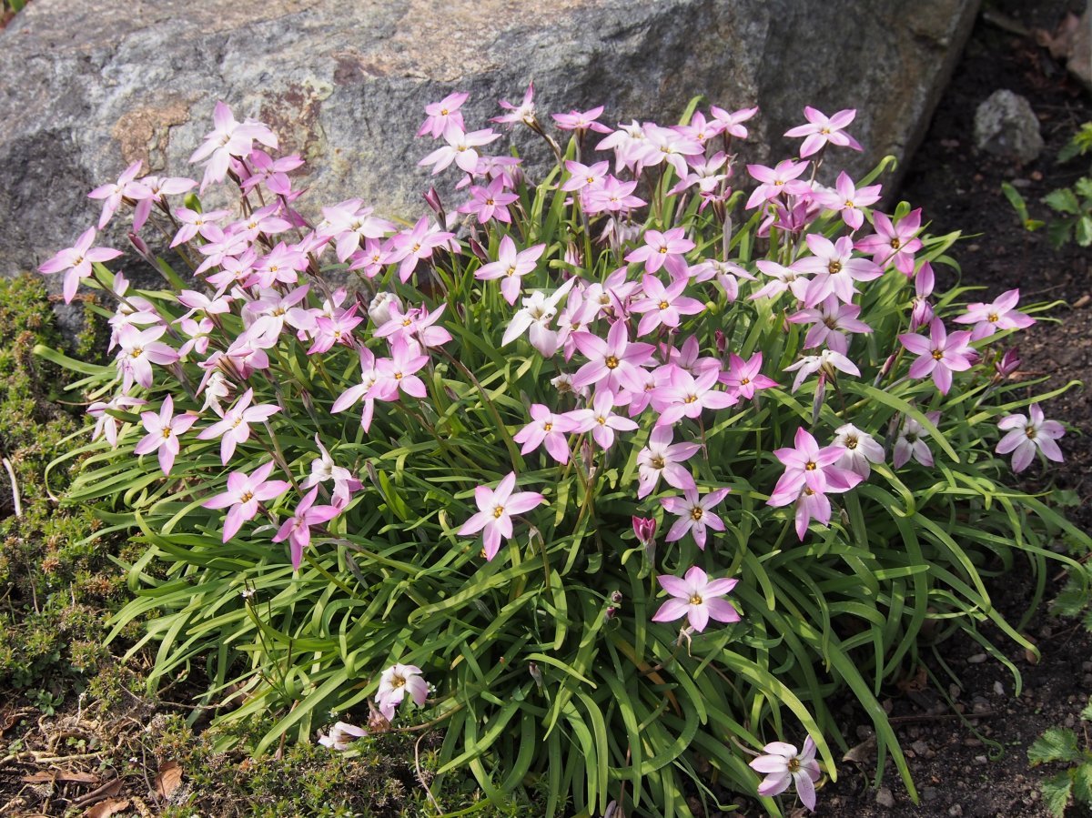 Ифейон одноцветковый - фото 4