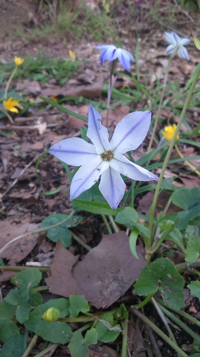 Ифейон одноцветковый