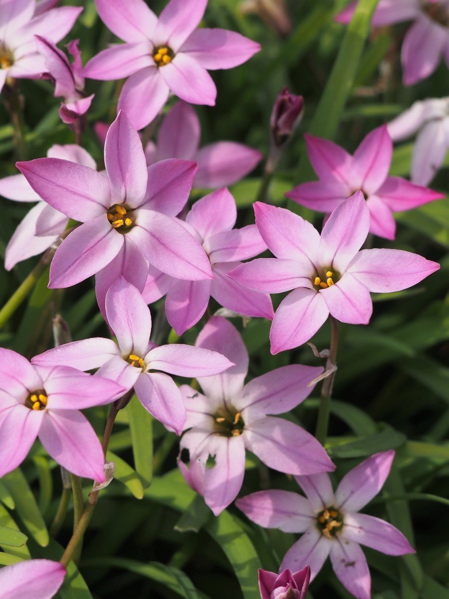 Ифейон одноцветковый - фото 6