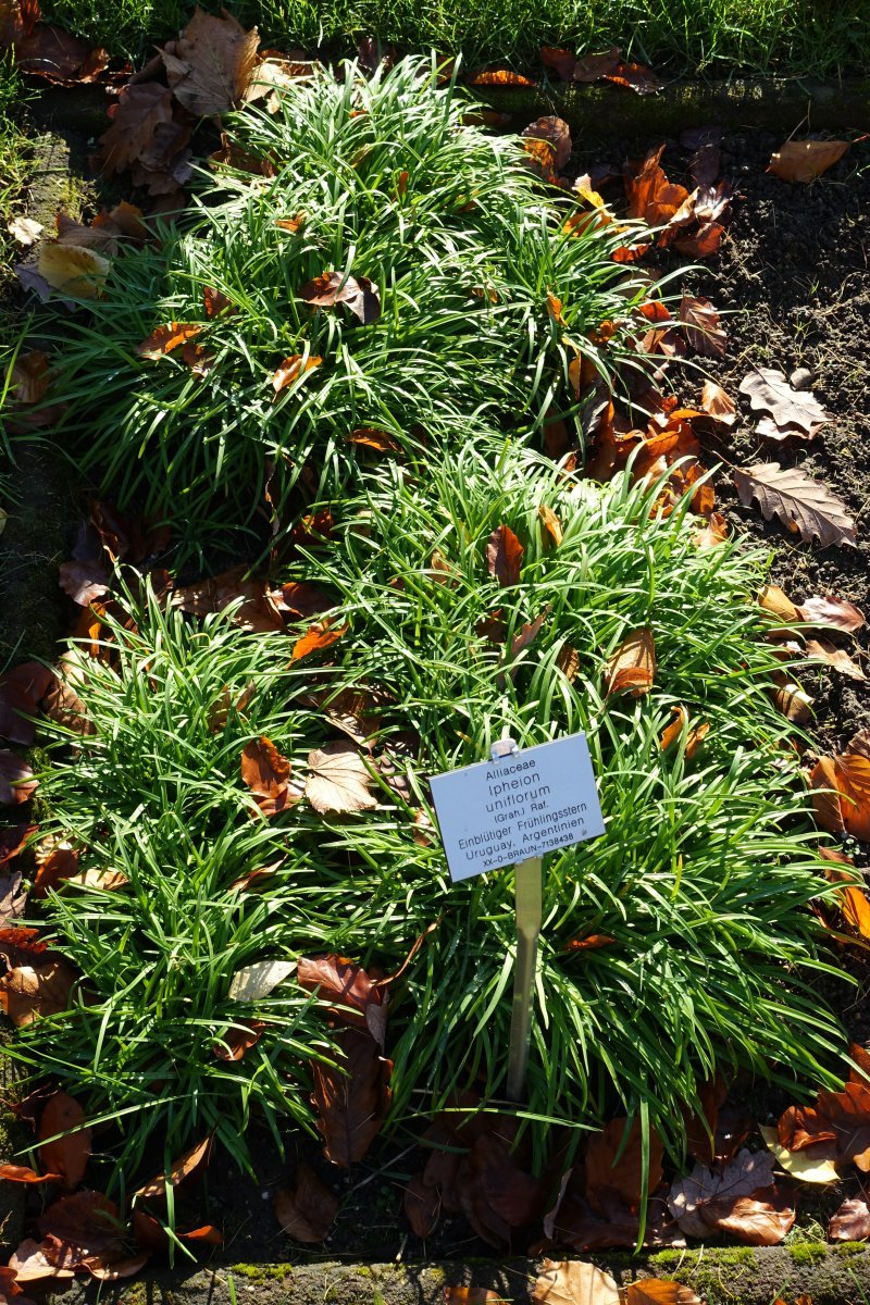 Ифейон одноцветковый - фото 8