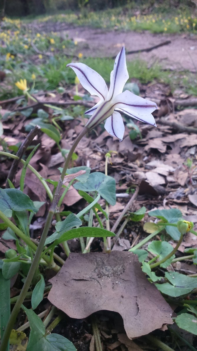 Ифейон одноцветковый - фото 2