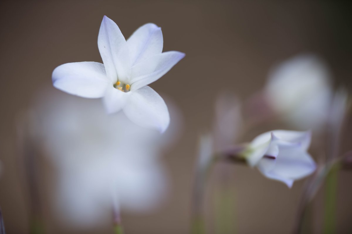 Ифейон одноцветковый - фото 7